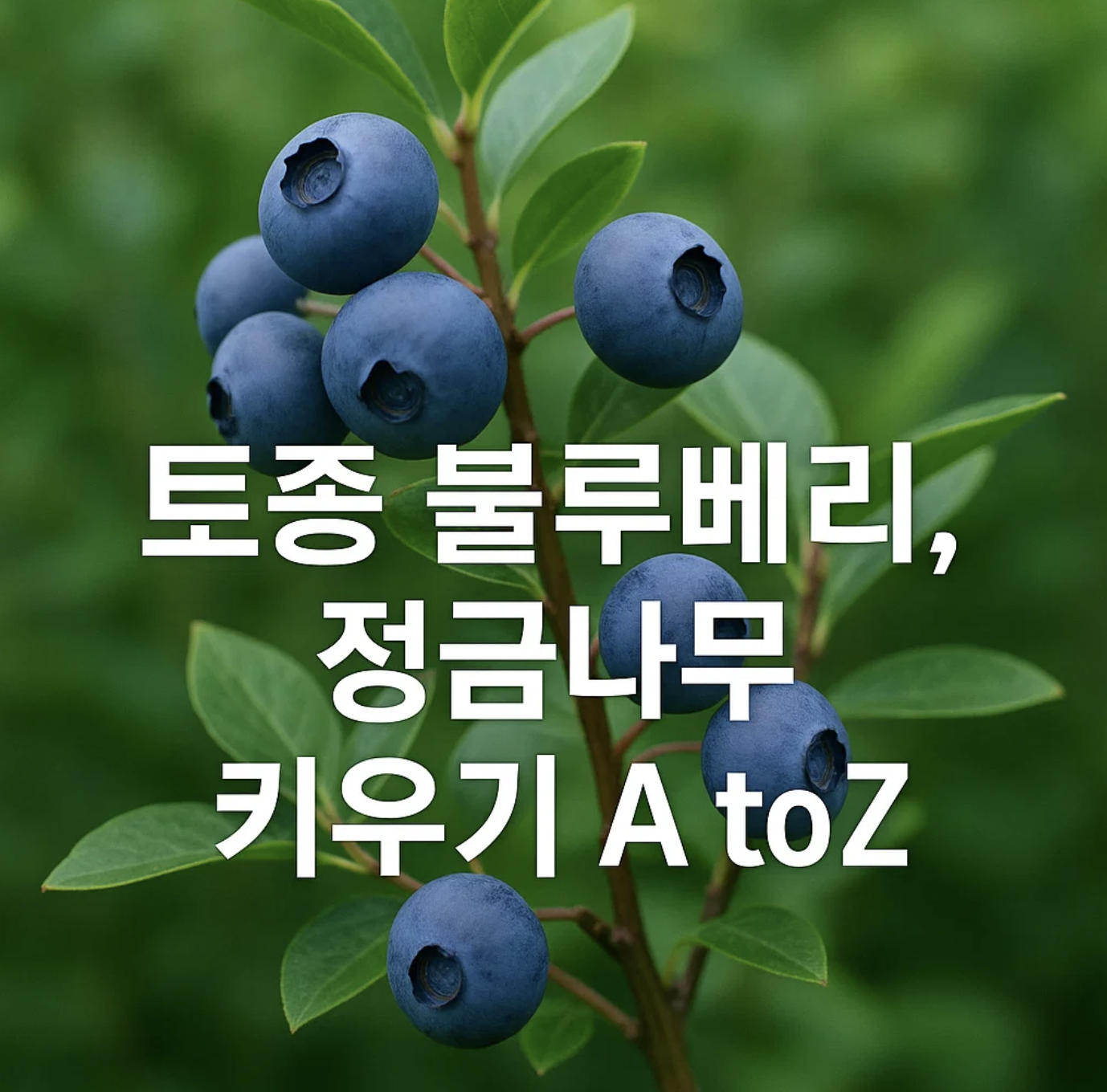 토종 블루베리, 정금나무 키우기 A to Z