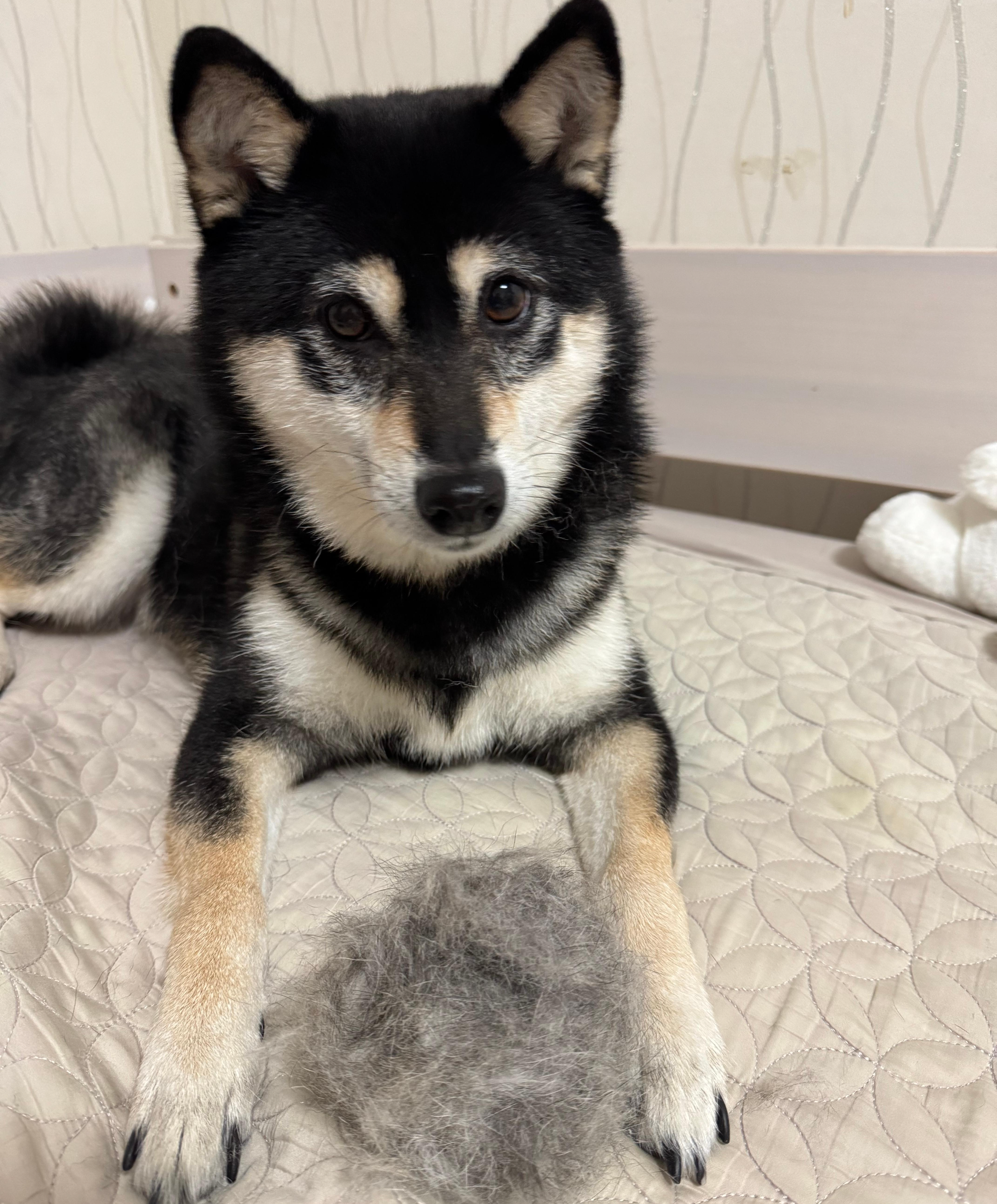 빗질한 털뭉치와 앉아있는 검은 시바견