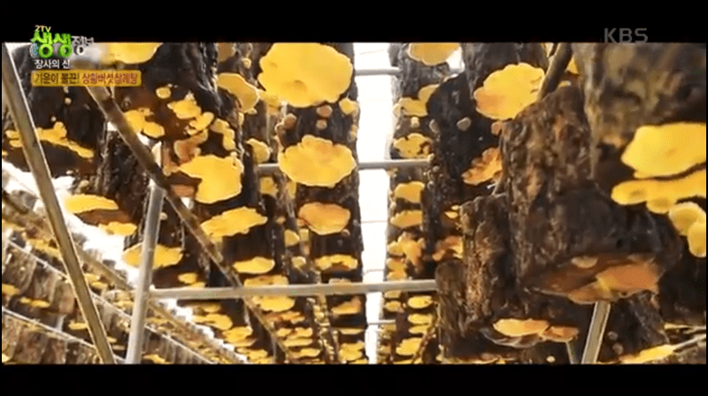 생생정보 상황버섯삼계탕 안내