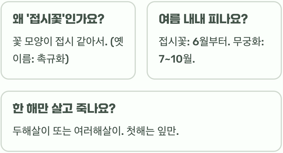 무궁화인 줄 알았는데? 접시꽃&amp;#44; 무궁화와의 결정적인 차이점 3가지