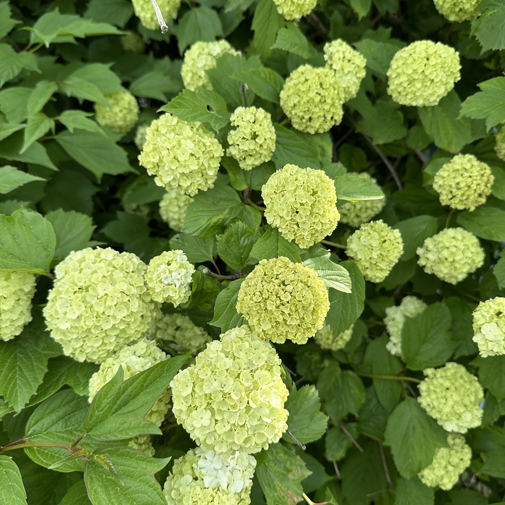불두화 키우기 수국 꽃 목수국 