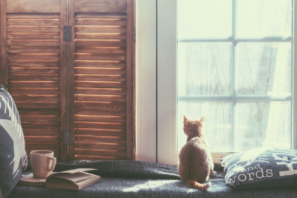 창밖을 바라보는 고양이.