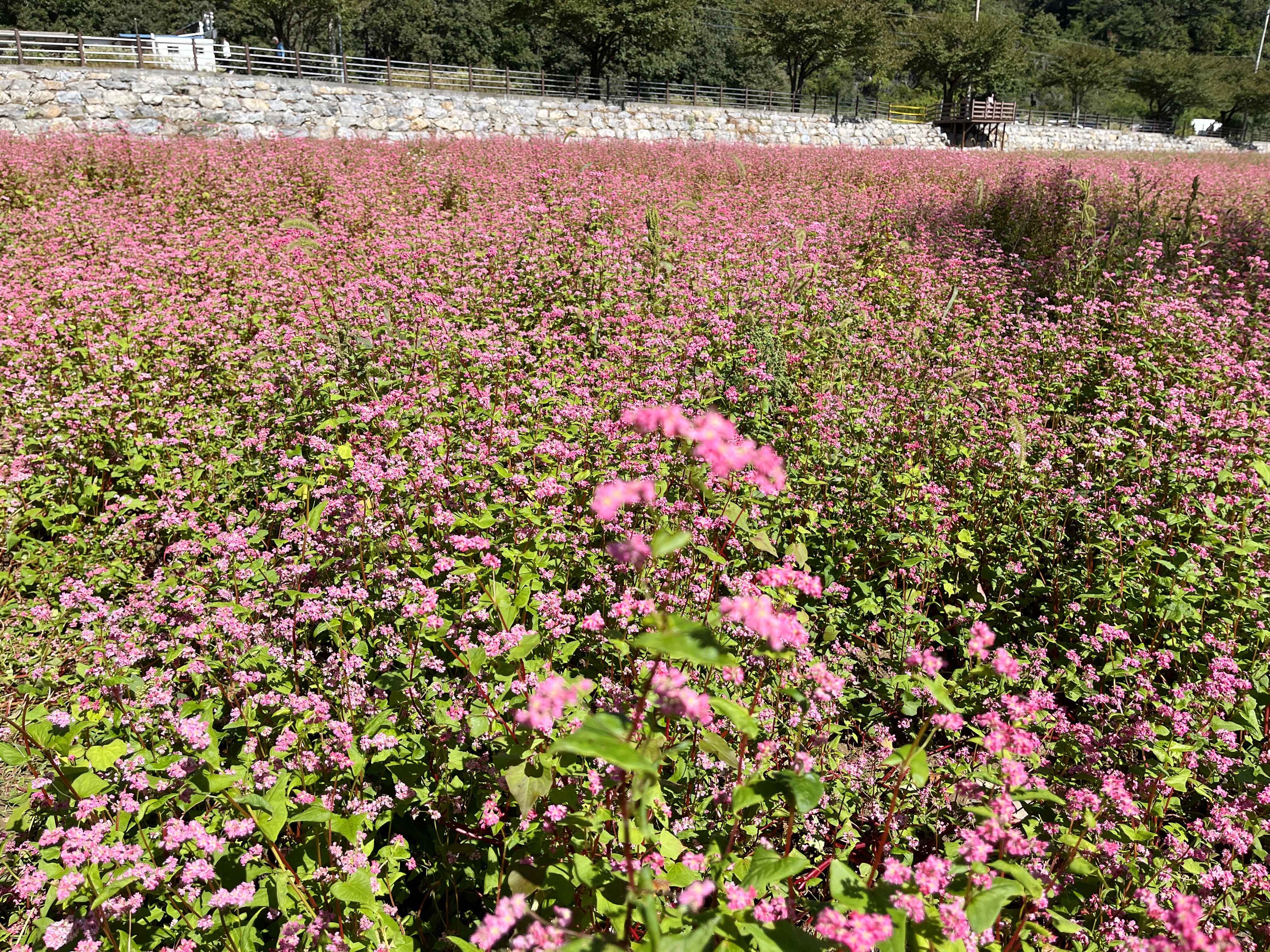영월 동강 붉은 메밀꽃 축제 홍메밀축제
