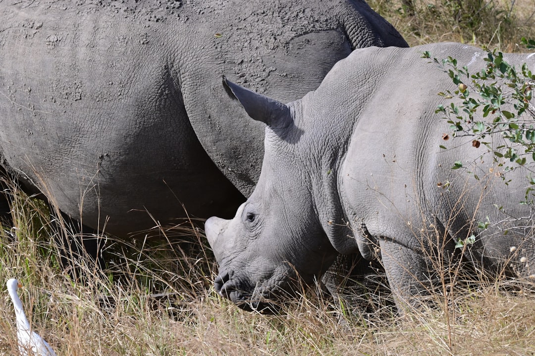 Conservation
