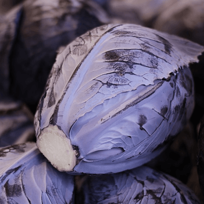 양배추-효능-소화-개선