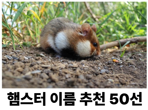 햄스터 이름 추천 50선