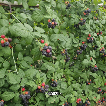 복분자 재배방법