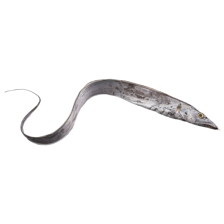 갈치 부작용 및 주의사항