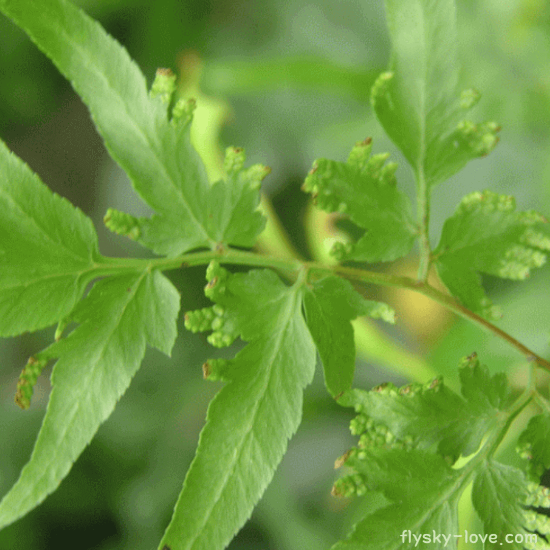 실고사리, 해금사