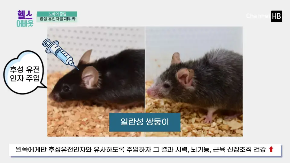 NMN효능