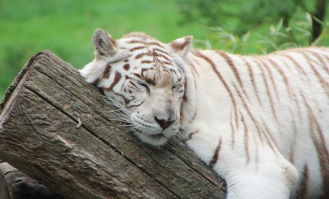 호랑이 꿈해몽, 길몽일까 흉몽일까? (상황별, 색깔별 의미)