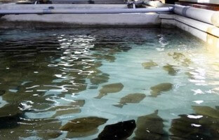 양식장-광어-떼