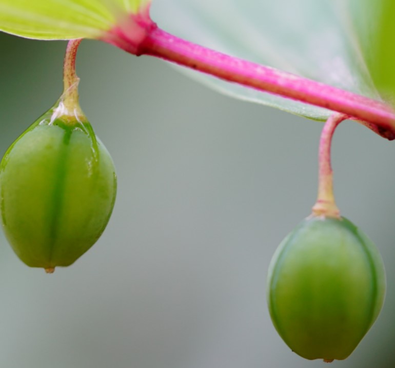 둥글레차 효과 둥글레차 물대신 둥굴레차 효능 둥굴레차 부작용