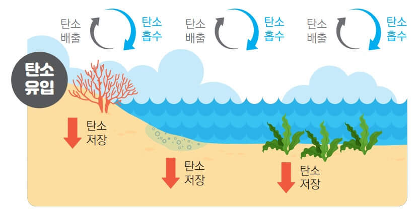 블루카본 생태계: 해양식물, 해조류, 습지, 맹그로브, 해초밭 일러스트
