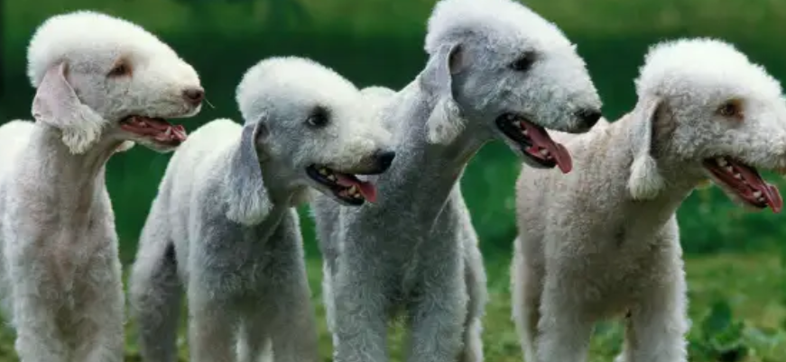 베들링턴 테리어