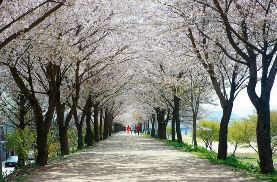 2024년 벚꽃 개화시기 벚꽃 만개시기