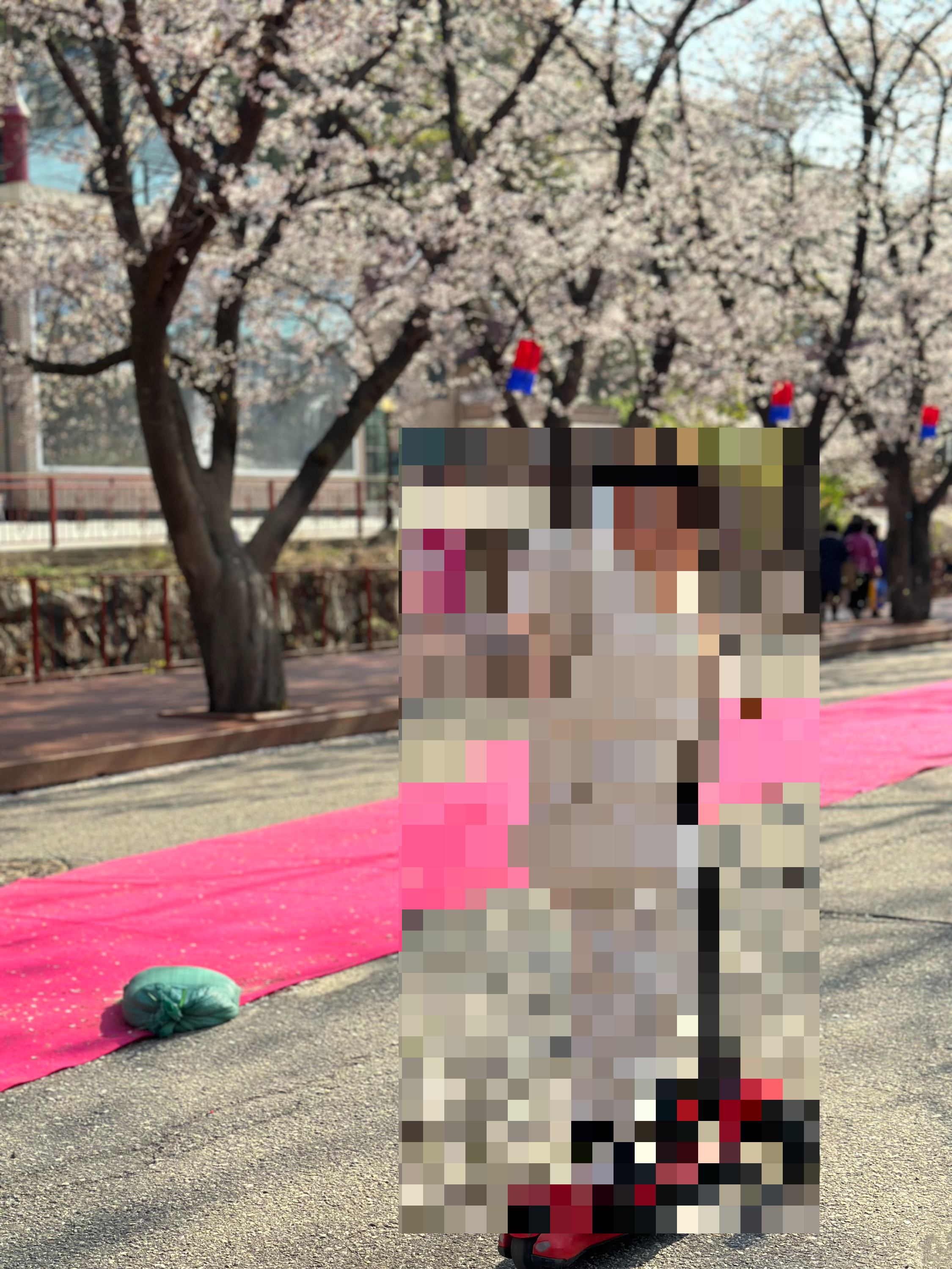 벚꽃 개화시기 2024 및 축제 일정