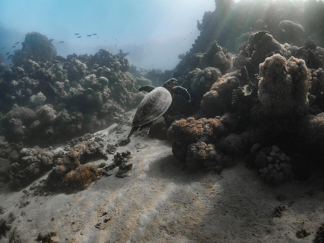 디지털 해양 수호자 특수직업인, AI 해양 생태 모니터링 과학자