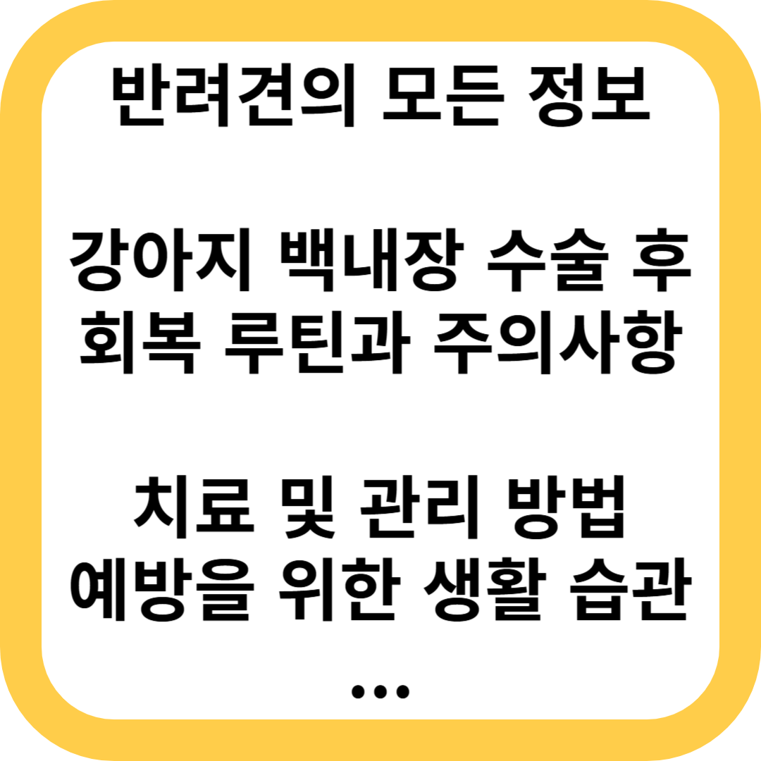 강아지 백내장 수술 후 회복 루틴과 주의사항