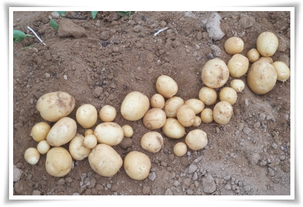 텃밭관리 &quot;2월~3월 감자 심기&quot; 슬기로운 전원생활 완벽 가이드!