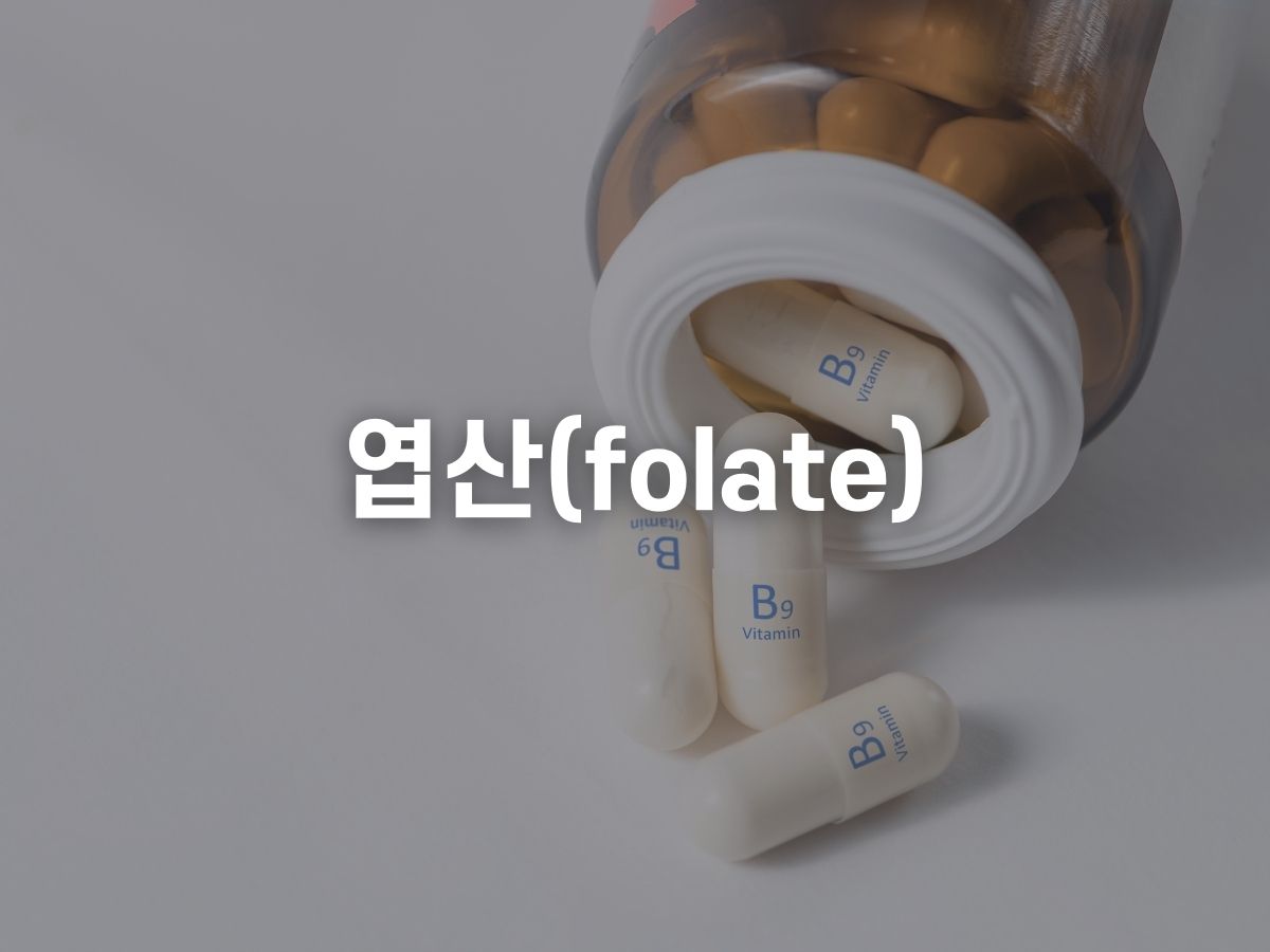 엽산 추천