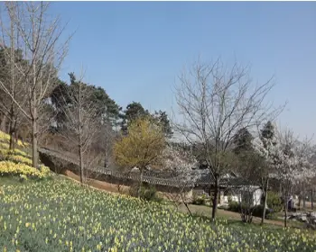 서산 유기방 가옥 수선화 축제_26