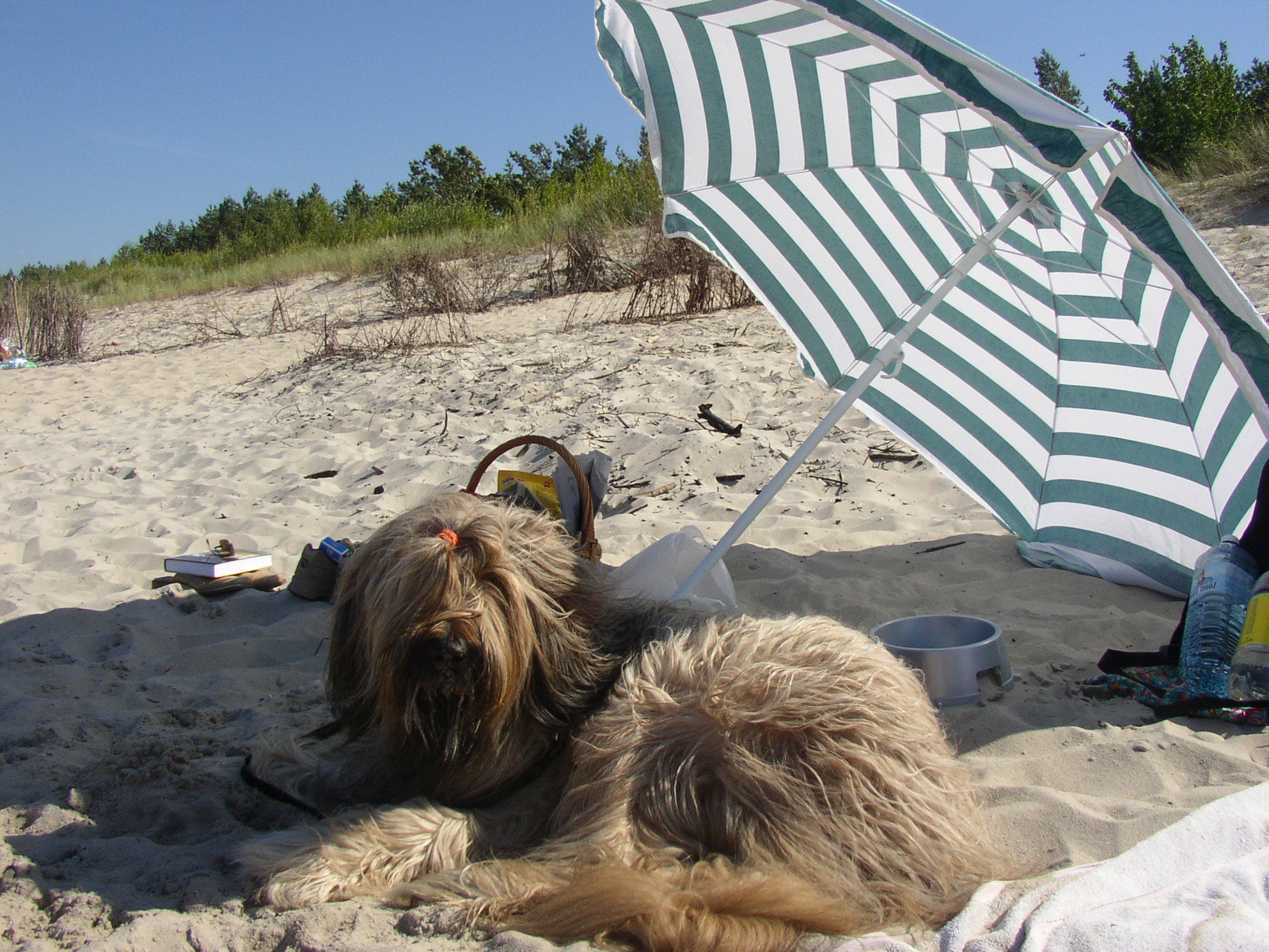 여름 반려동물 사진