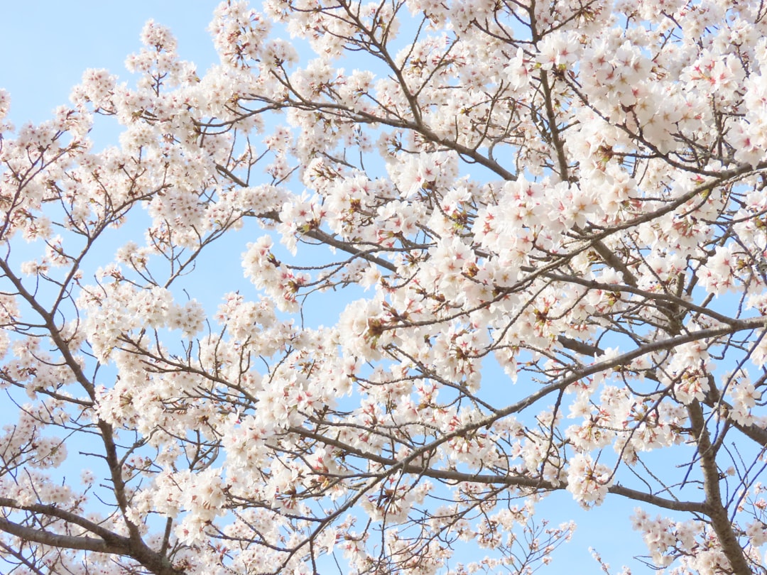Cherry Blossom.