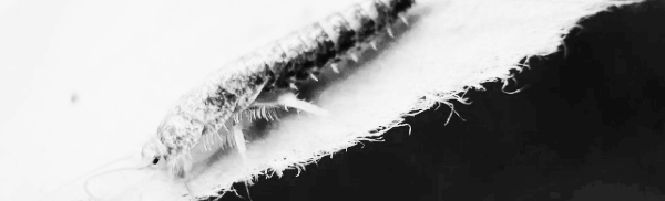 좀벌레 퇴치제 사용