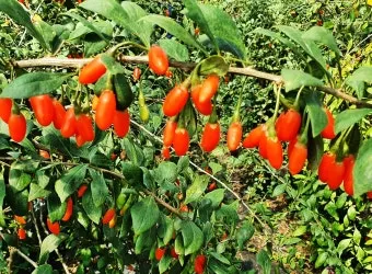 구기자 재배 삽목 번식 가지치기 건조 보관_11