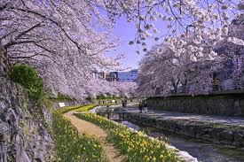 서울 벚꽃 명소