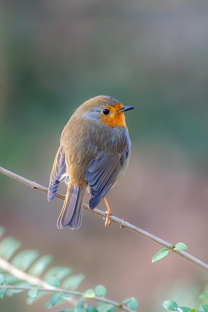 태안 튤립축제 주차 꿀팁,입장료 할인 방법
