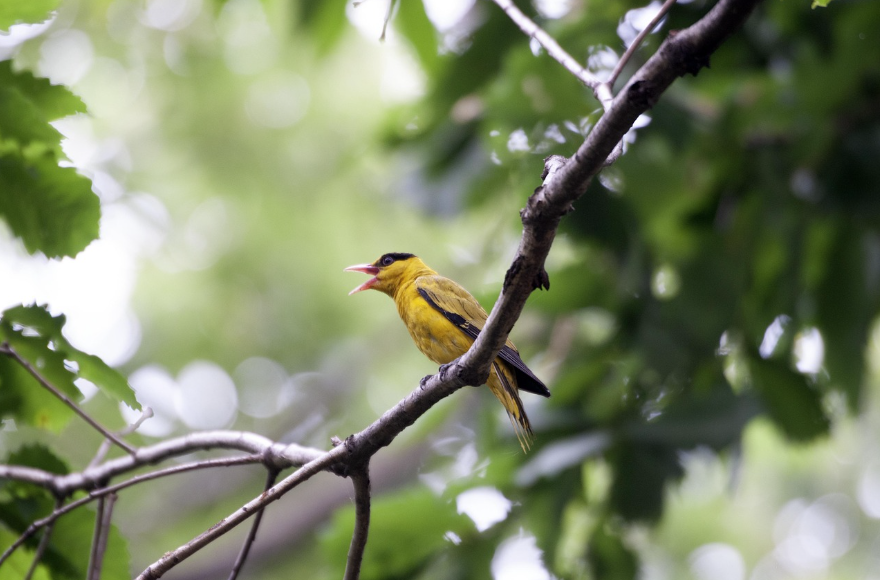 은목서, 향기와 풍경을 동시에 품은 상록수