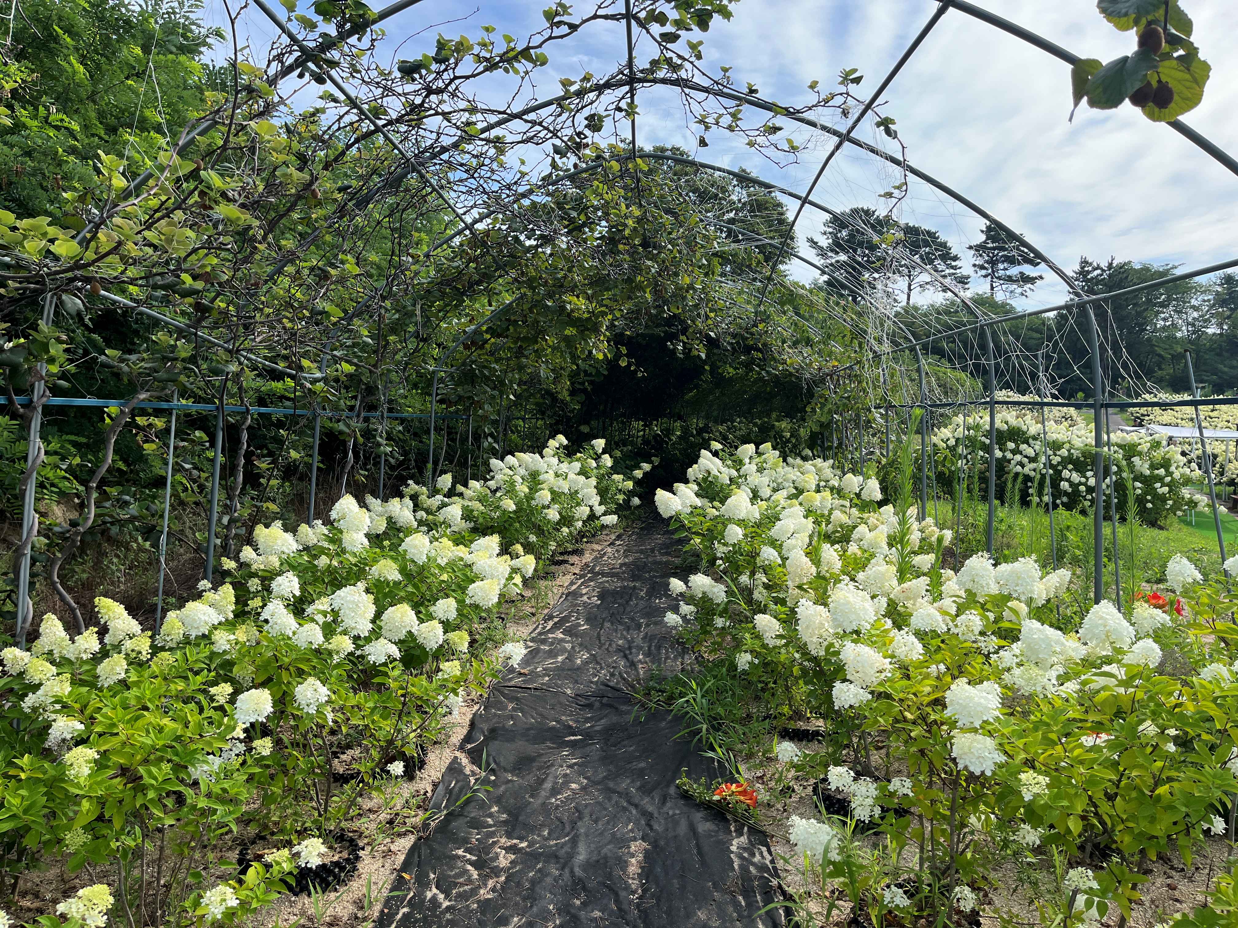 속초 영랑호 수국축제 속초수목농원