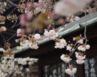 일반-사쿠라-벚꽃-클로즈업-확대-모습