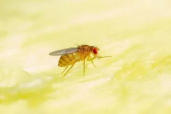 초파리 없애는 방법 효과 만점 초파리 트랩 만들기_5