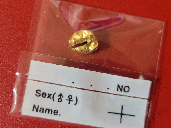 골드 크라운 교체를 위해 뽑아 낸 금니(골드크라운)