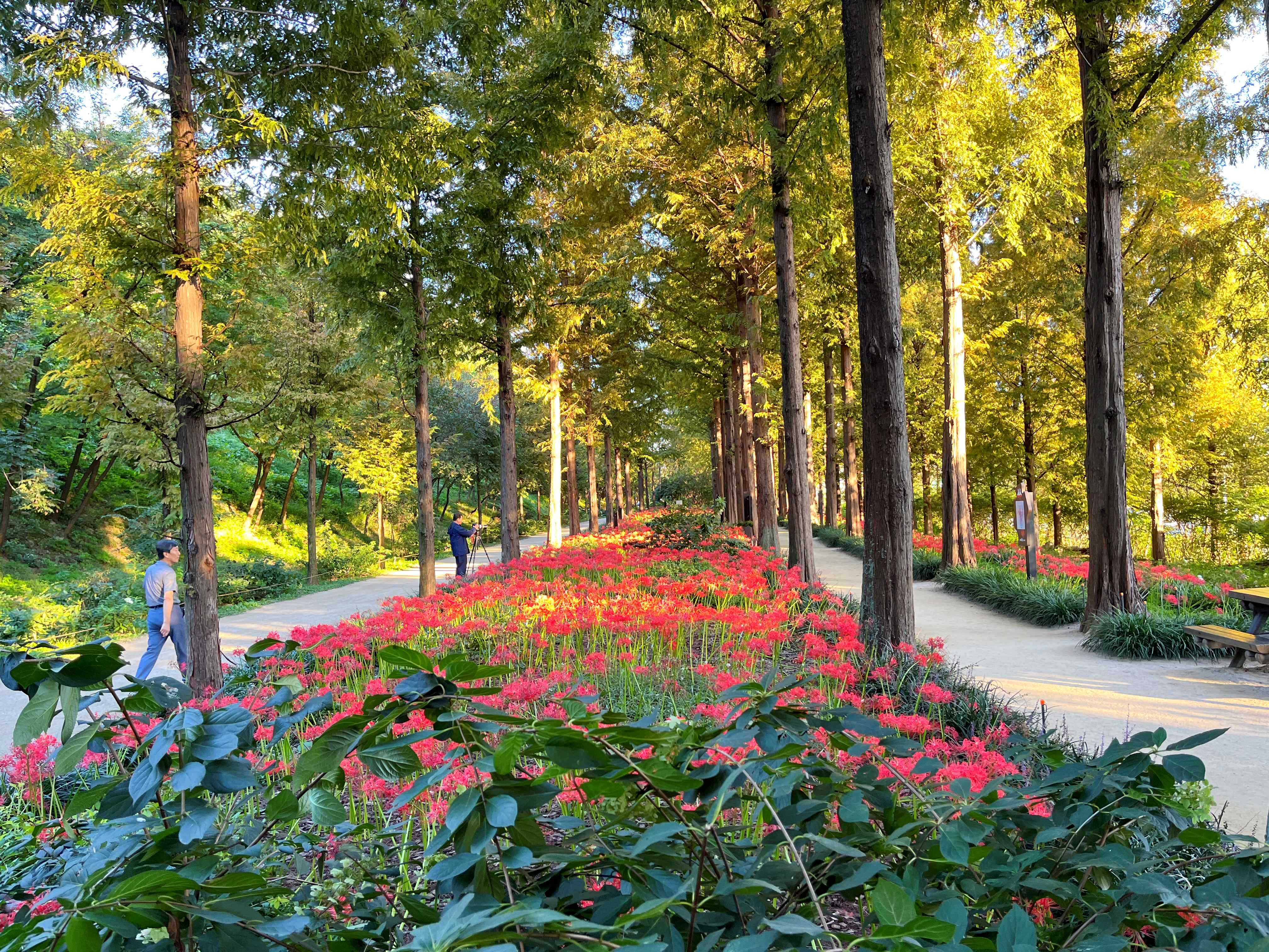 하늘공원 메타세쿼이아길 꽃무릇 시인의 거리