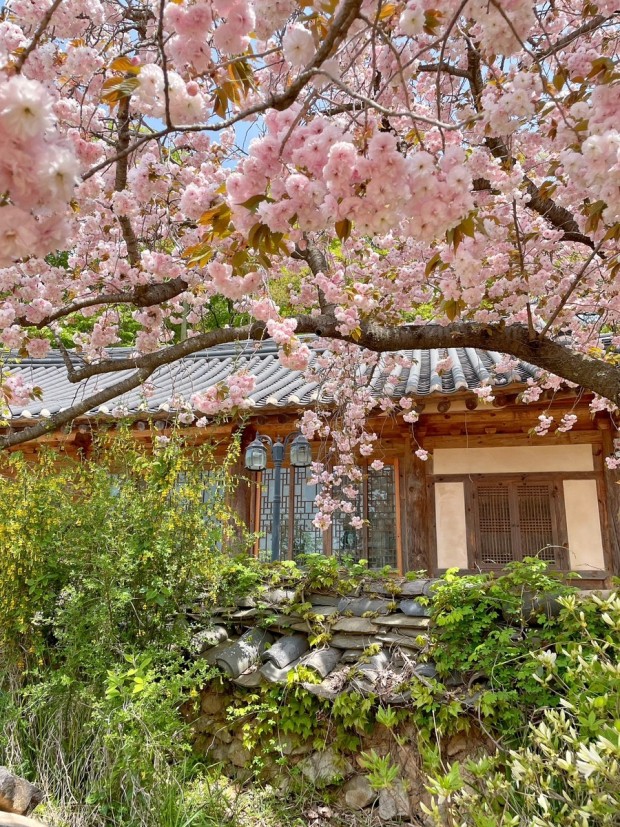 개심사 겹벚꽃 핀 사진