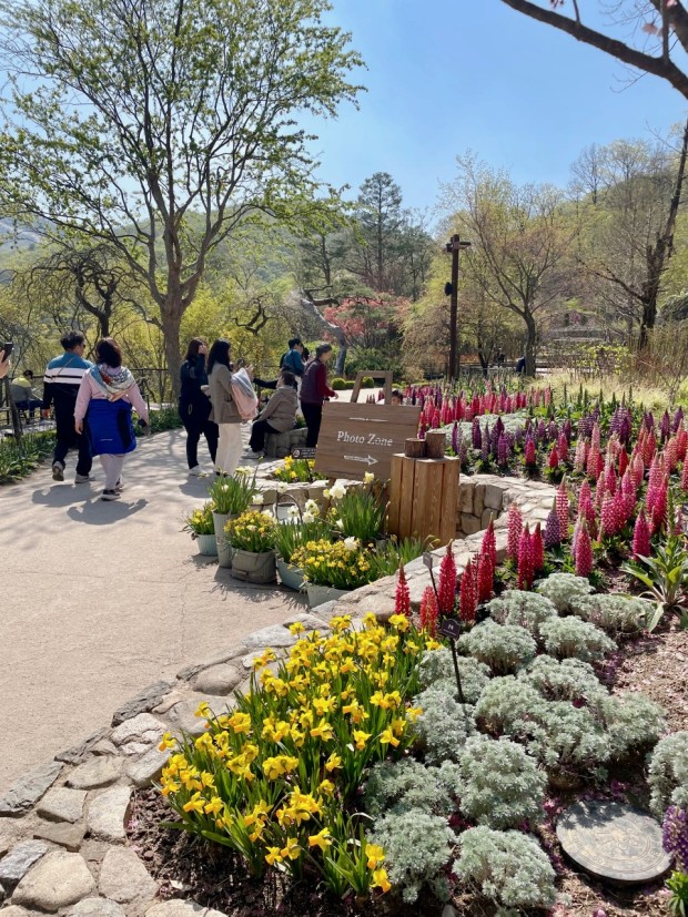화담숲 수선화 축제