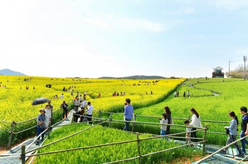 2024-고창-청보리밭-축제-일정,-기간,-장소,-길찾기,-숙소