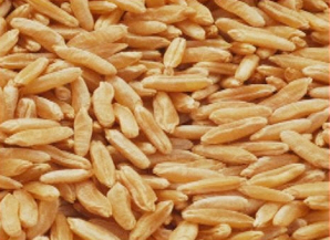 카무트-효능-9가지-부작용-먹는-방법