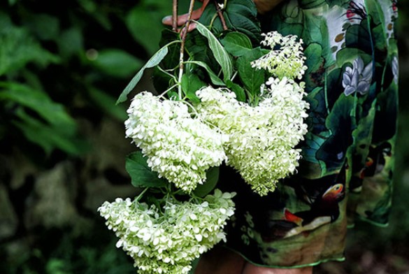 고성 그레이스 정원 수국