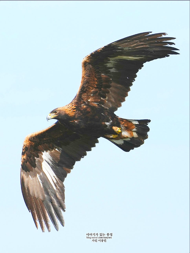 검독수리&amp;#44; 하늘의 왕이 사라진다｜멸종위기 맹금류 보호정책 총정리