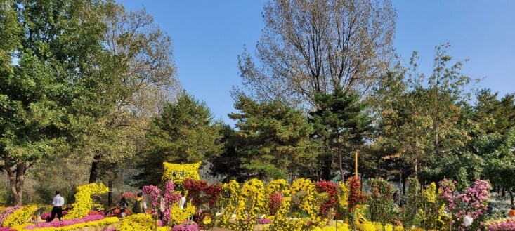 Colorful Garden 자라섬 꽃 페스타 완전 정복 가이드!!