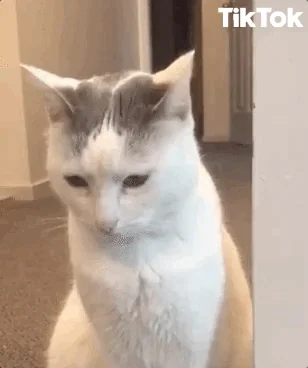 귀여운 고양이 움짤