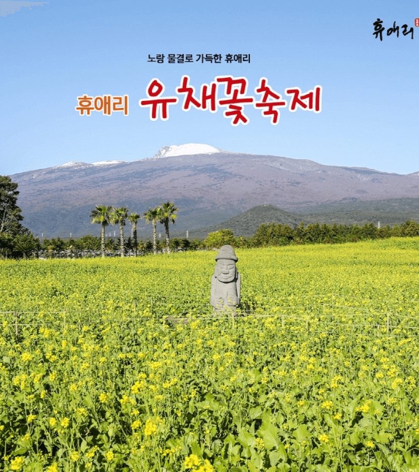 제주 휴애리 유채꽃축제