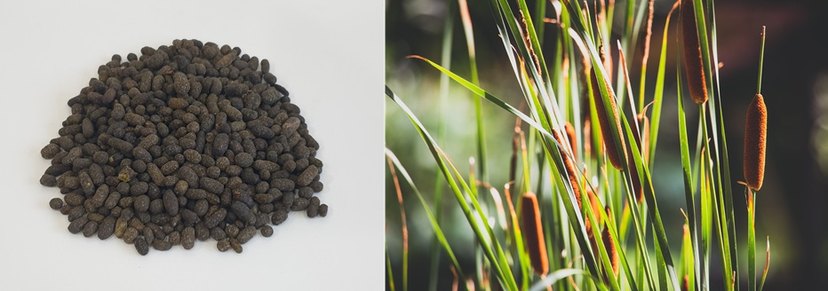 왼쪽 사진은 날다람쥐 똥인 오령지를 흰 바닥에 쌓아 놓은 사진이고, 오른쪽은 야생에서 크고 있는 부들꽃을 확대하여 찍은 사진