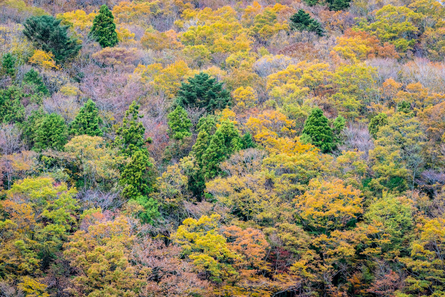 2025 화담숲 예약 방법