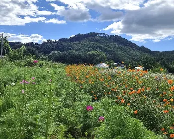 원주 용수골 가을꽃축제_5